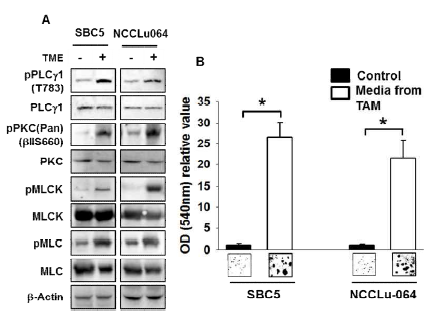 Secreted ITIM increases the migration of SCLC