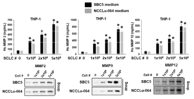 Secreted MMPs from macrophage activated by SCLC.