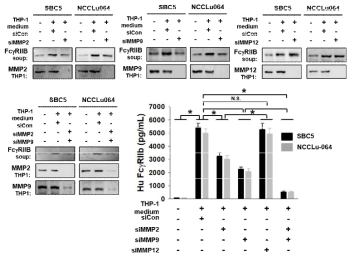 FCGR2B in SCLC is cleavaed by MMP 2 and 9.