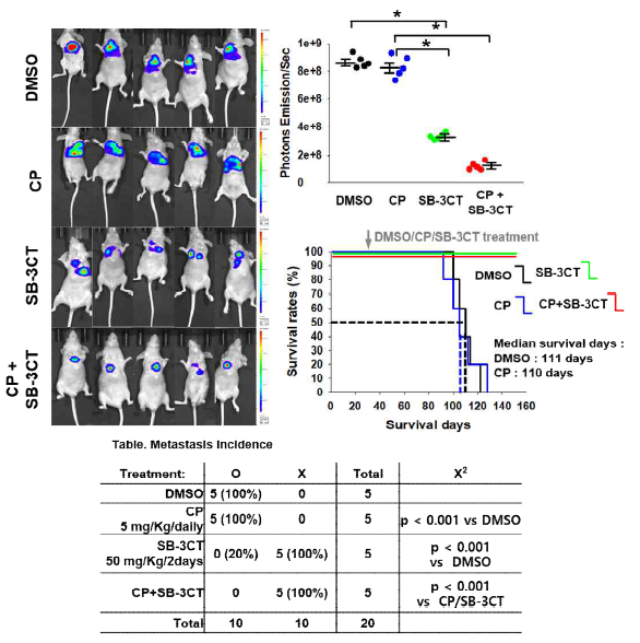 Anti-cancer effct of gelatinase inhibitor in SCLC orthotopic model