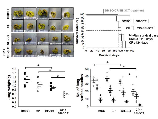 Anti-cancer effct of gelatinase inhibitor in SCLC PDX orthotopic model