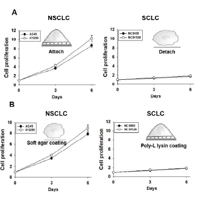 The comparison of cell growth of NSCLC and SCLC