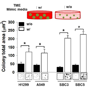 Cell growth of NSCLC and SCLC in 3D matrigel contained with TME mimic conditioned media