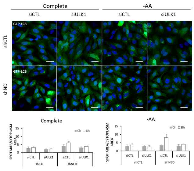 NEDD4L-ULK1의 상호조절축이 매개하는 autophagy 활성