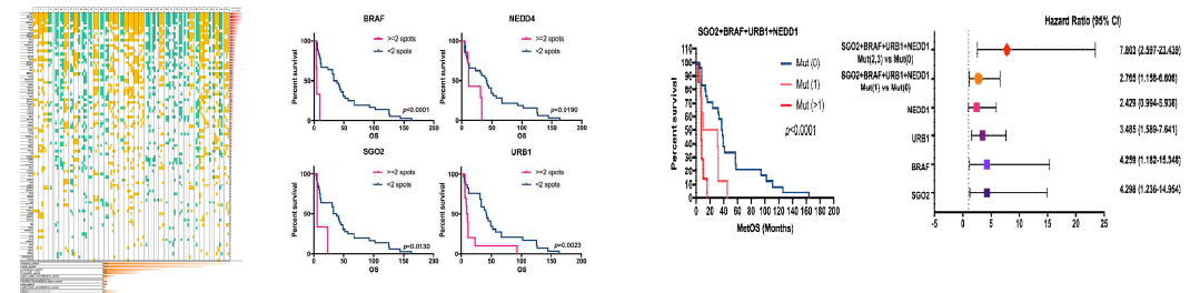 (A )The characteristic profile of 88 mutated genes in 39 patients’ metastatic tissues , (B)Kaplan meier OS curve according to the presence of each four mutated gene and (C) Kaplan meier OS curve according to the combined presence of four mutated genes