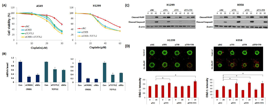 CREB1 and TCF7L2 siRNA transfected 3D cultured NSCLC cells had increased sensitivity to cisplatin. (A) siRNA transfected cells were treated for 48 hours with various concentrations of cisplatin and viability was evaluated using CellTiter-Glo 3D Cell Viability assay. ED50 values indicated. (B) Knockdwon of CREB1 and TCF7L2 were confirmed using qPCR. (C) siRNA transfected cells were treated with cisplatin for 48h, and cell death related protein expression was examined by western blotting. (D) Live cells were stained by green calcein AM, while dead cells were stained by red EthD-1