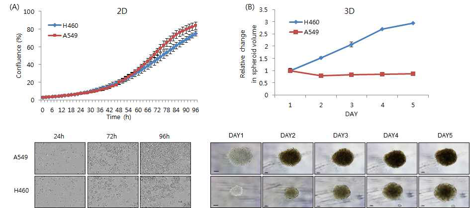 Comparison of A549 and NCI-H460 cell growth on (A) 2D (monolayers) and (B) 3D (spheroids)