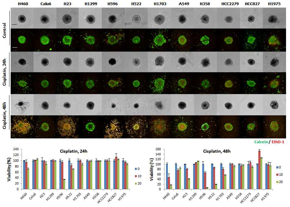 Live/Dead cell staining for control spheroid versus cisplatin treated spheroid