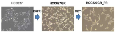 MET 표적 항암제 내성 세포주 HCC827GR_PR 그림