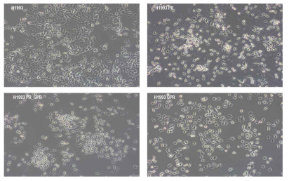 MET 표적 항암제 내성 세포주 H1993PR, H1993PR_GPR, H1993GPR 그림