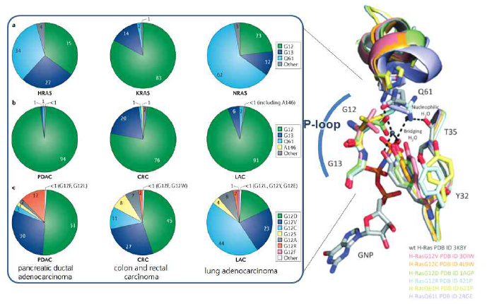 췌장암, 직장암, 폐암에서 Ras의 돌연변이율