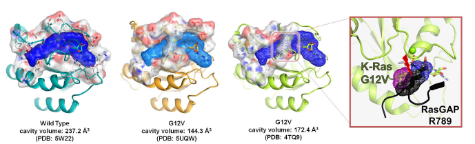 KRAS의 wild type과 G12V의 삼차원 구조 비교분석