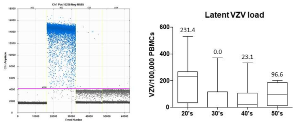 The example of digital PCR panel. NC (egative control, water), PC (positive control, 10e5 VZV copies/uL), VZV+ (positive VZV in blood), VZV- (negative VZV in blood). The VZV viral load in blood from healthy volunteers is plotted depending on age