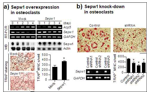 Sepw1 발현 조절에 따른 파골세포 분화 조절. a) Sepw1 발현 증가에 의한 파골세포 분화. b) Sepw1 발현 감소에 의한 파골세포 분화