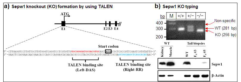 Sepw1 유전자 적중 (KO) 마우스 제작. a) TALEN 방법으로 유전자 적중 마우스 제작. b) KO 타이핑