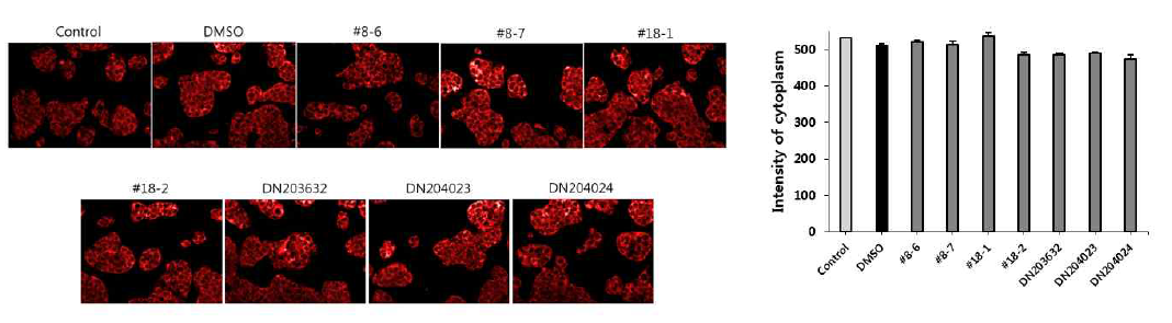 CYP4A 활성저해제에 대한 mitochondria intensity_24시간