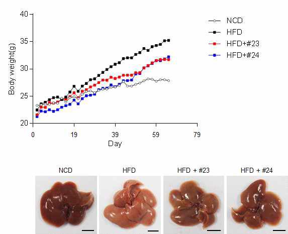 HFD mouse에서 #23, #24번 약물을 처리시 몸무게와 Liver 상태 비교