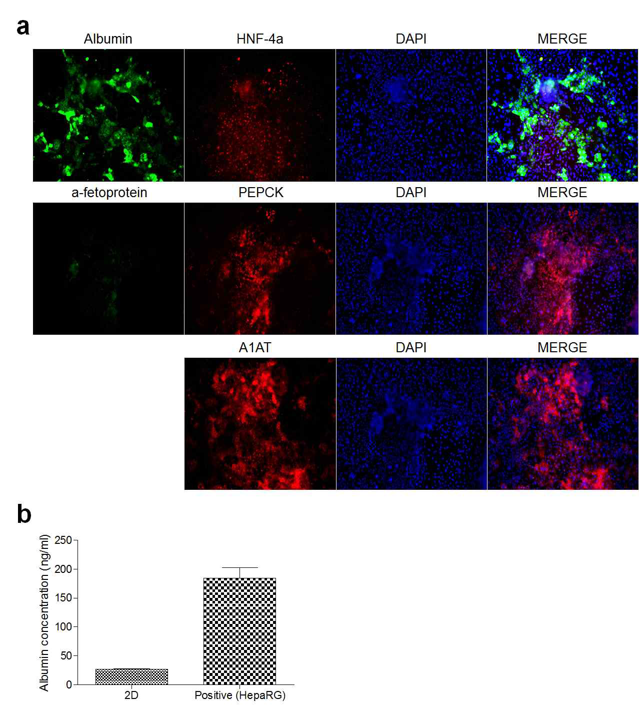 간조직유래 iPSC로부터 분화된 간세포의 면역형광염색을 통한 간세포 분화 마커의 발현 확인 (a) 및 ELISA를 통한 알부민 분비 확인 (b) 결과