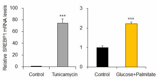 Tunicamycin 및 glucose+palmitate 처리에 의한 질환 표현형 증가 (SREBP1 mRNA 발현 증가)