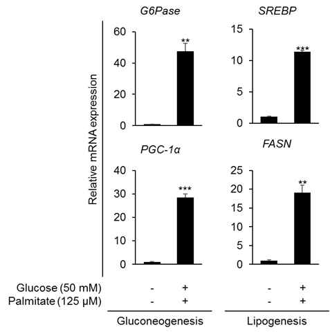 Gluconeogenesis 와 lipogenesis markers mRNA 발현이 증가된 지방간 유도 모델