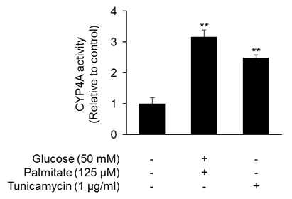 지방간 오가노이드에서 CYP4A 활성 증가 확인