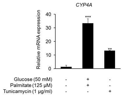 지방간 오가노이드에서 CYP4A mRNA의 발현 증가
