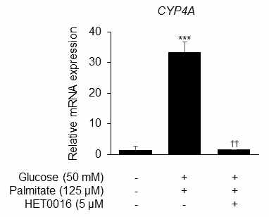 지방간 오가노이드에서 HET0016에 의한 CYP4A mRNA 발현 감소 확인