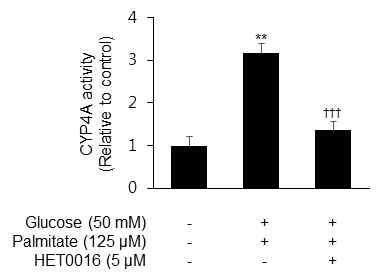 지방간 오가노이드에서 증가된 CYP4A 활성이 HET0016에 의해 저해됨
