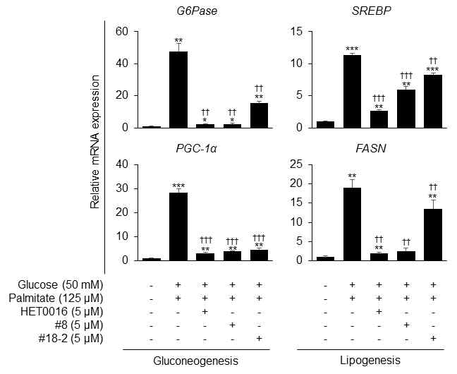 CYP4A in silico 저해제 #8, #18에 의한 gluconeogenesis 및 lipogenesis marker 발현 감소