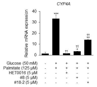 CYP4A in silico 저해제 처리에 의한 지방간 오가노이드에서 CYP4A mRNA 발현 감소