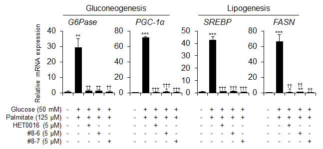 #8-6 및 #8-7에 의한 gluconeogenesis 및 lipogenesis mRNA 발현 감소
