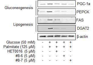 단백질 수준에서 #8-6 및 #8-7에 의한 gluconeogenesis 및 lipogenesis 감소