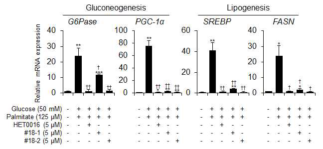 #18-1 및 #18-2에 의한 gluconeogenesis 및 lipogenesis mRNA 발현 감소