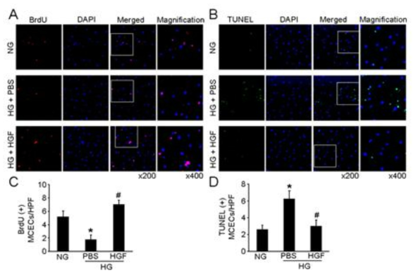 HGF protein transfer induces proliferation and decreases apoptosis in mouse cavernous endothelial cells (MCECs) exposed to high-glucose condition