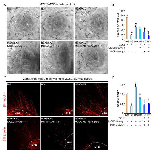 Angiopoietin-1 (Ang1) derived from mouse cavernous pericytes (MCPs) rather than mouse cavernous endothelial cells (MCECs) plays a crucial role in DKK2-mediated angiogenesis and neural regeneration