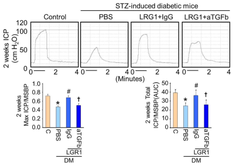 Inhibition of TGFb signaling blocks LRG1-mediated erectile function recovery in diabetic mice. (당뇨성 발기부전모델에서 LRG1 단백질에 의해 촉진된 발기력이 TGFb blocking antibody [aTGFb]에 의해 다시 억제됨)