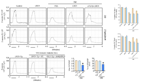 LRG1 restores cavernous endothelial content via ADGRL2 pathway in wild type mice and LRG1 Tg mice. (당뇨마우스에서 LRG1에 의한 발기력 개선효과가 ADGRL2를 억제하였을 때는 나타나지 않음)