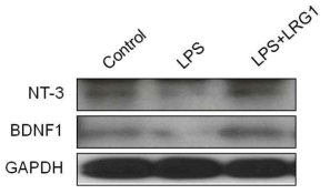 LRG1 restores neurotrofic factors (NT-3, NGF) in PC12 cells exposed to LPS in in vitro