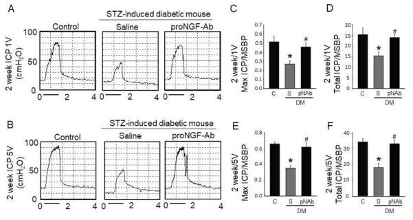 ProNGF-Ab restores erectile dysfunction under diabetic conditions. (A and B) Representative intracavernous pressure (ICP) responses for the age-matched control, diabetic mice stimulated at 2 weeks after repeated intracavernous injections of saline (S; days -3 and 0; 20 μL) or proNGF-Ab (pNAb; days -3 and 0; 20 μg/20 μL). The cavernous nerve was stimulated at 1V and 5V. The stimulus interval is indicated by a solid bar. (C and D) Ratios of mean maximal ICP and total ICP (area under the curve) to mean systolic blood pressure (MSBP) stimulated at 1V (N = 6). *P < 0.05 vs. control group; #P < 0.05 vs. saline-treated diabetic group. (E and F) Ratios of mean maximal ICP and total ICP to MSBP stimulated at 5V (N = 6). *P < 0.05 vs. control group; #P < 0.05 vs. saline-treated diabetic group. Data in graphs are presented as mean ± SE. DM, diabetes mellitus; STZ, streptozotocin