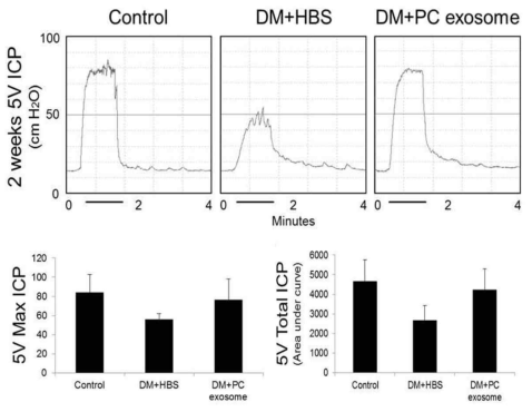 Pericyte-derived exosome restores erectile function in diabetic mice