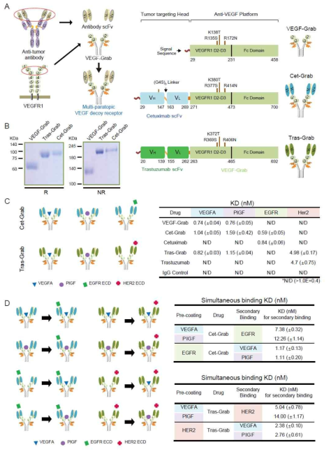 Design of multi-paratopic VEGF decoy receptors and their binding affinity to VEGFA, PlGF, and tumor markers