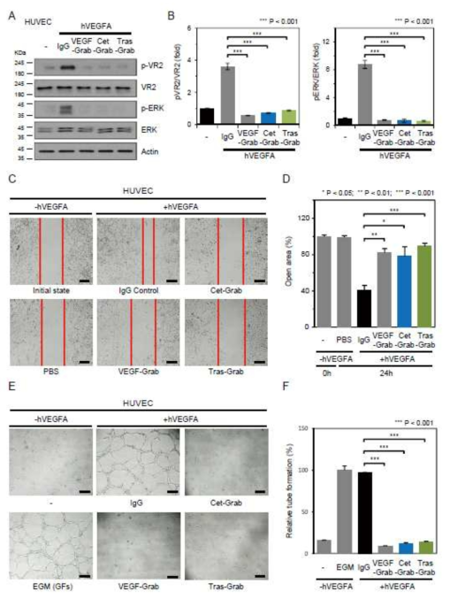 Cet-Grab and Tras-Grab inhibit EC migration and tube formation by suppressing VEGF signaling pathways