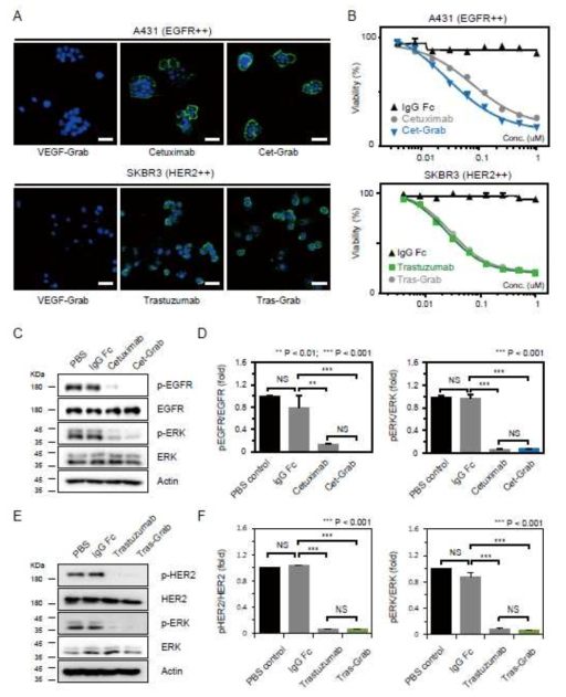 Cet-Grab and Tras-Grab induce cancer cell death by suppressing the EGFR family-mediated proliferative signaling