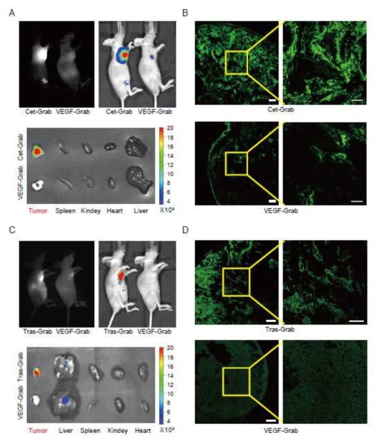 Specific-targeting of Cet-Grab and Tras-Grab toward tumor in the xenograft mouse model