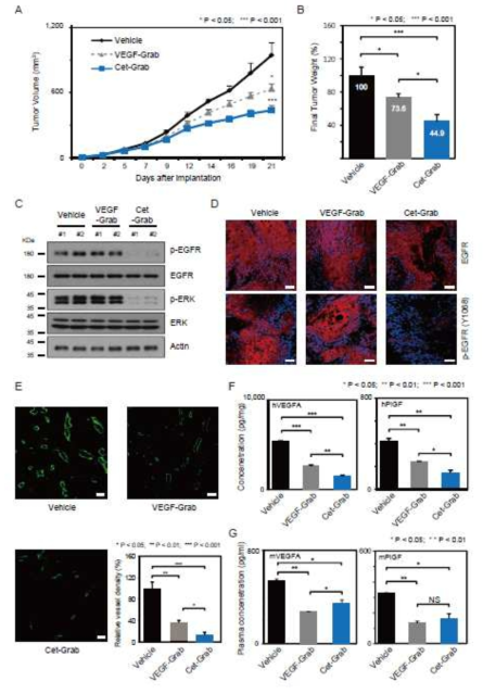 Cet-Grab effectively suppress tumor growth in an A431 xenograft mouse model via tumor vessel blockage and EGFR signaling inhibition