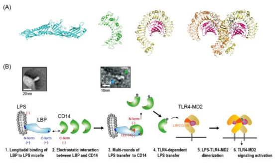 Lipopolysaccharide transfer cascade to TLR4/MD2 complex via LBP and CD14