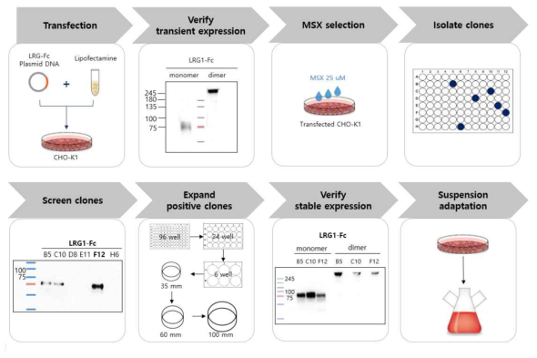 동물세포 CHO-K1을 활용한 LRG1 단백질 안정발현 시스템 구축 과정