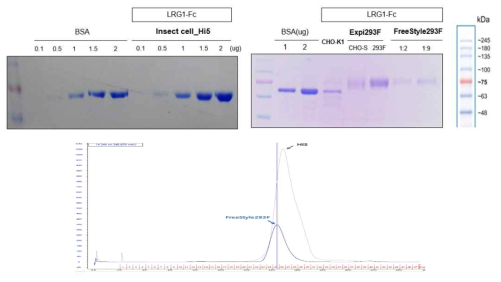 곤충세포와 동물세포에서 생산한 LRG1-Fc 정제 결과와(위) 사이즈 배제 크로마토그래피 결과(아래)