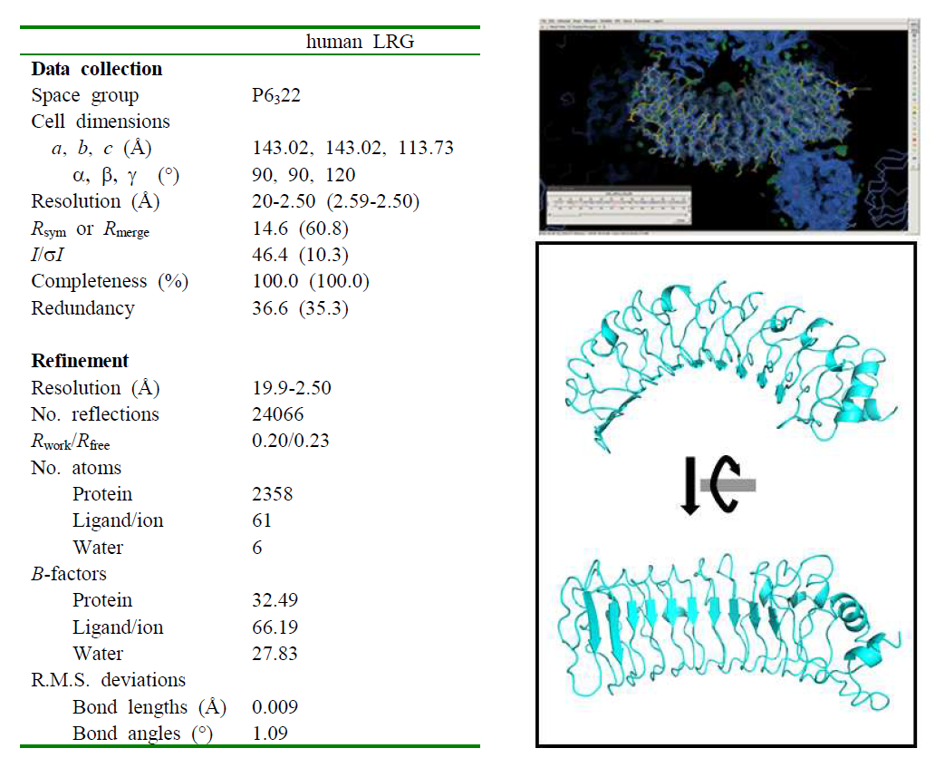 LRG1 단백질의 결정 데이터 Statistics (좌), LRG1 단백질 3차 분자구조 (우)