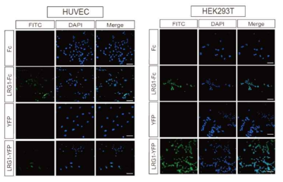 LRG1과 결합하는 세포막 수용체가 많이 존재하는 세포주 탐색 위한 Binding assay